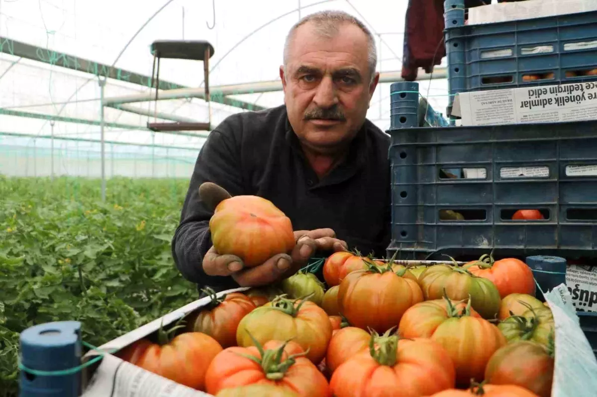 Hatay'da Domates Fiyat Farkı Tepki Çekti