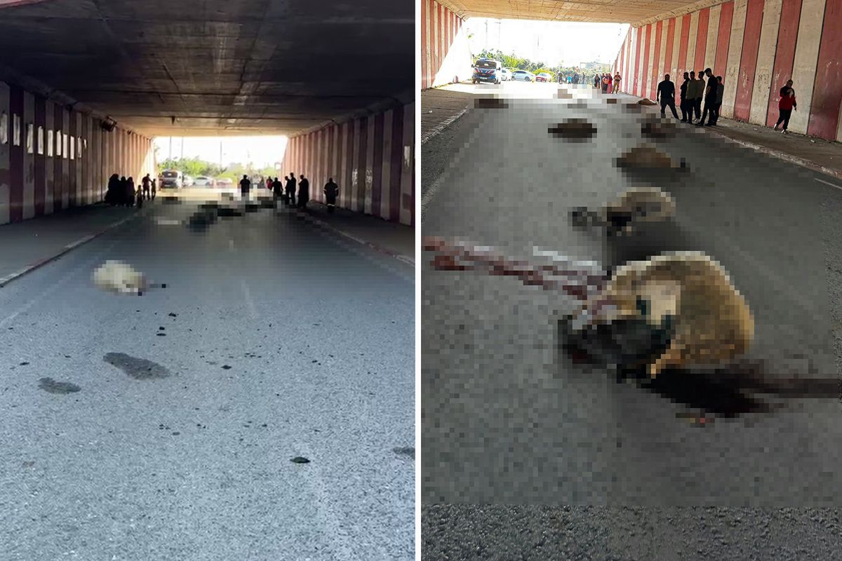 Hatay'da otomobilin çarptığı sürüdeki 17 koyun öldü