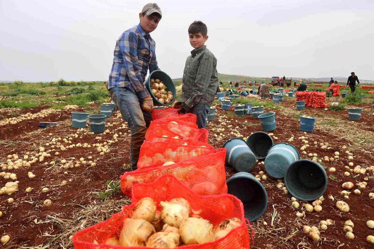 Reyhanlı'da Bereketli Soğan Hasadı